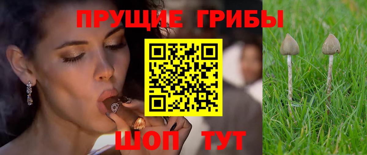 Шуя  Псилоцибиновые грибы Psilocybine cubensis  Вход с VPN 